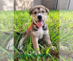 German Shorthaired Lab-Siberian Husky Mix Dogs for adoption in DICKINSON, TX, USA