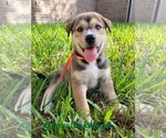 Small Photo #1 German Shorthaired Lab-Siberian Husky Mix Puppy For Sale in DICKINSON, TX, USA