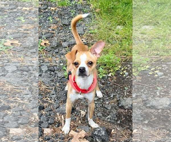 Medium Photo #8 Chihuahua Puppy For Sale in Cranford, NJ, USA