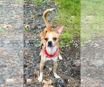 Small #7 Chihuahua
