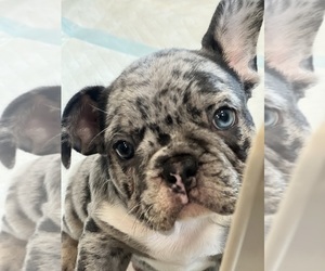 French Bulldog Puppy for Sale in BROOKLYN PARK, Minnesota USA