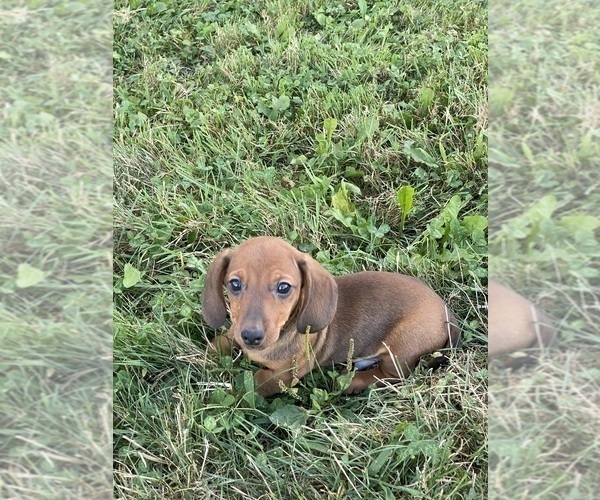 Medium Photo #3 Dachshund Puppy For Sale in CANOGA, NY, USA