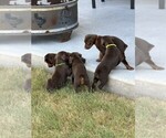 Small #3 Doberman Pinscher
