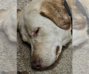 Labrador Retriever Puppy for sale in OSHKOSH, WI, USA