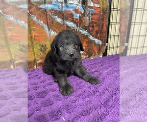 Medium Labradoodle