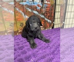 Puppy Ali Labradoodle