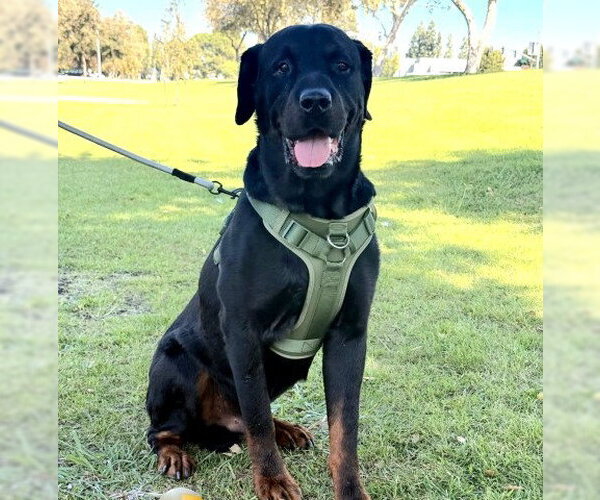 Medium Photo #1 Rottweiler Puppy For Sale in Bakersfield, CA, USA