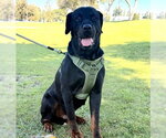 *BASIL - Male Rottweiler Dog for Adoption - Small photo