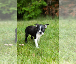 Small #19 Boston Terrier