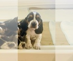 Small Photo #1 Basset Hound Puppy For Sale in MISSOURI CITY, TX, USA