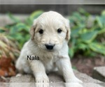 Image preview for Ad Listing. Nickname: Nala