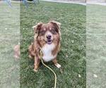 Small Photo #1 Australian Shepherd Puppy For Sale in JEROMESVILLE, OH, USA