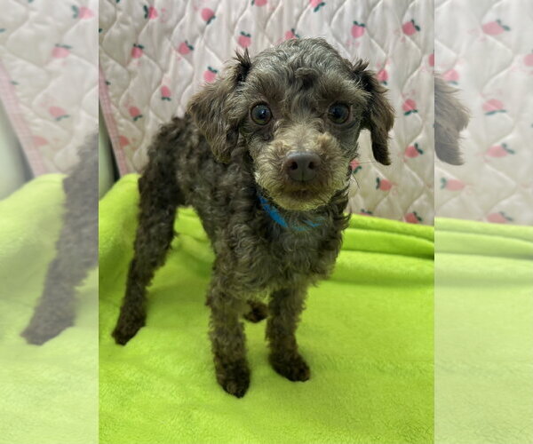 Medium Photo #2 Poodle (Miniature) Puppy For Sale in Pacolet, SC, USA