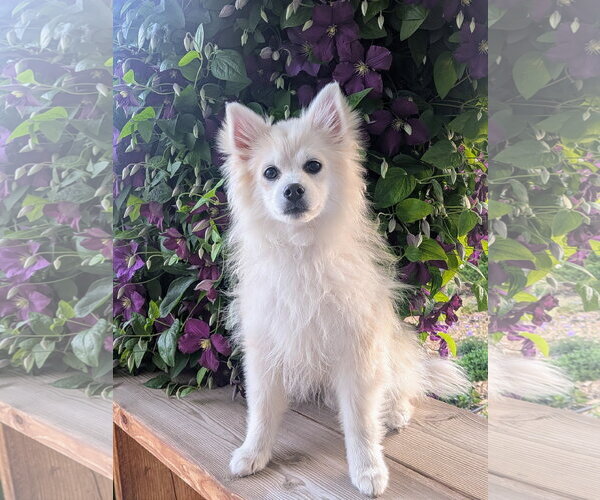 Medium Photo #1 Siberian Husky-Unknown Mix Puppy For Sale in Sandy, UT, USA