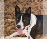 Small Photo #3 Border Collie-Unknown Mix Puppy For Sale in Kanab, UT, USA