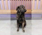 Small Mutt