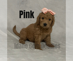 Small Photo #10 Goldendoodle Puppy For Sale in HOMEDALE, ID, USA