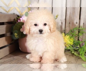 Poochon Puppy for sale in MOUNT VERNON, OH, USA