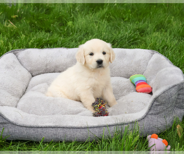 Medium Photo #5 English Cream Golden Retriever Puppy For Sale in SYRACUSE, IN, USA