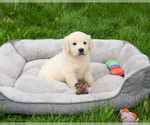 Small #4 English Cream Golden Retriever