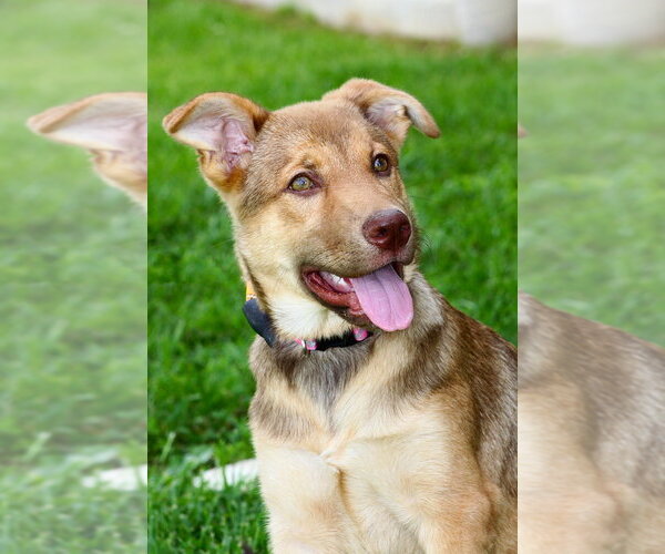 Medium Photo #2 Mutt Puppy For Sale in Evansville, IN, USA