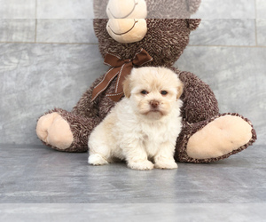 Havanese Puppy for sale in CLEVELAND, NC, USA