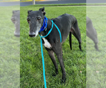 Small #3 Greyhound