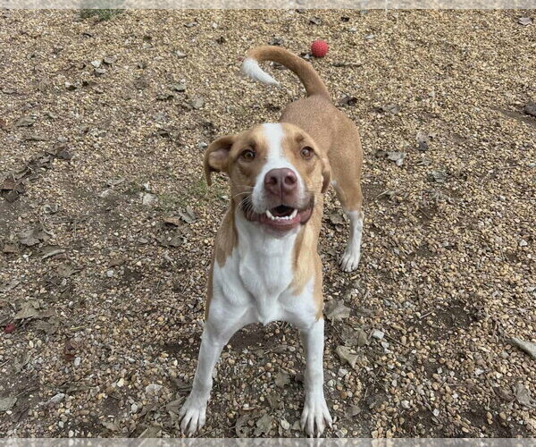 Medium Photo #3 Mutt Puppy For Sale in Anniston, AL, USA