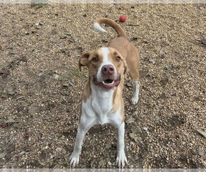 Gilbert - Male Mutt Dog for Adoption - Photo #3