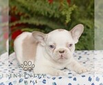 Small #1 French Bulldog