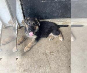 German Shepherd Dog Dogs for adoption in San Antonio, TX, USA