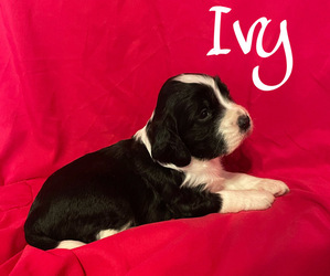 English Springer Spaniel Puppy for sale in GORMAN, CA, USA