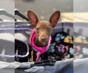 Chihuahua-Unknown Mix Dogs for adoption in Shermans Dale, PA, USA