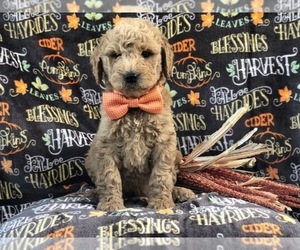 Goldendoodle-Poodle (Standard) Mix Puppy for sale in LAKELAND, FL, USA