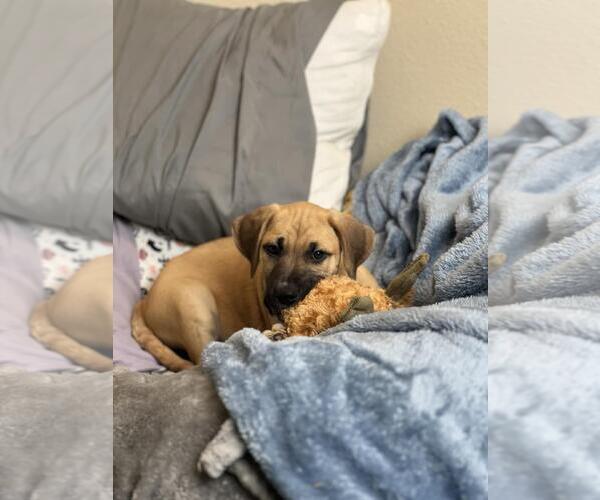 Medium Photo #2 Mutt Puppy For Sale in Rockwall, TX, USA