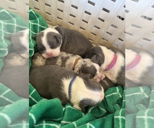 French Bulldog Litter for sale in TUCSON, AZ, USA