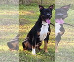 Small #1 American Pit Bull Terrier Mix