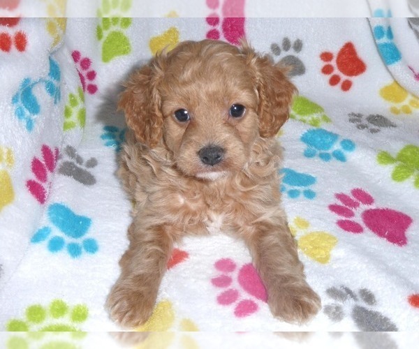 Medium Photo #2 Cavapoo-Poodle (Miniature) Mix Puppy For Sale in ORO VALLEY, AZ, USA
