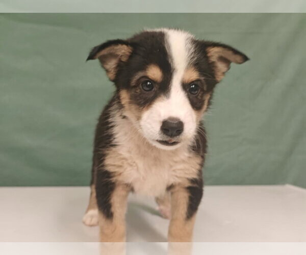 Medium Photo #1 Border Collie-Unknown Mix Puppy For Sale in Royal Palm Beach, FL, USA