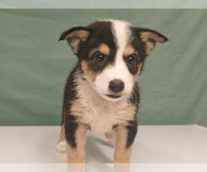 Border Collie-Unknown Mix Dogs for adoption in Royal Palm Beach, FL, USA