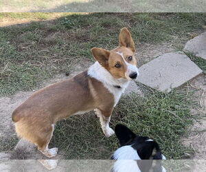 Mutt Dogs for adoption in Denver , CO, USA