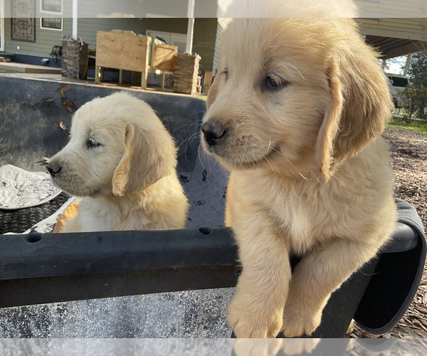 Medium Photo #12 Golden Retriever Puppy For Sale in CAMILLA, GA, USA