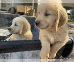 Small Photo #12 Golden Retriever Puppy For Sale in CAMILLA, GA, USA