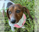 Small Dachshund