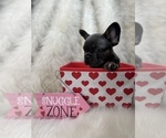 Small Photo #13 French Bulldog Puppy For Sale in CLIFTON, NJ, USA