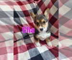 Puppy Ella Pembroke Welsh Corgi