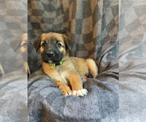 German Shepherd Dog Dogs for adoption in Crystal , MN, USA