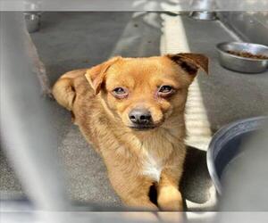 Chihuahua-Unknown Mix Dogs for adoption in San Bernardino, CA, USA