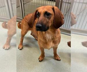 Basset Hound-Unknown Mix Dogs for adoption in Placerville, CA, USA