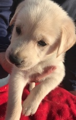 Golden Retriever-Unknown Mix Puppy for sale in NORMAN, OK, USA